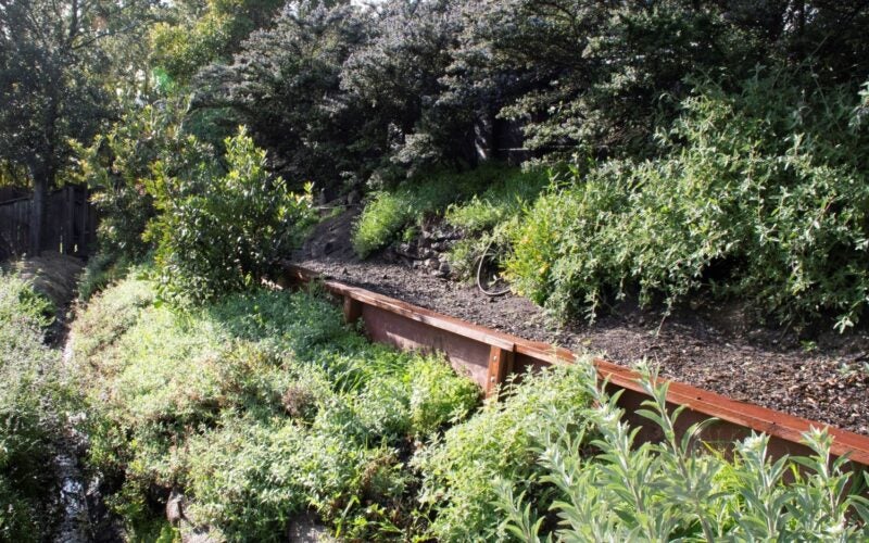 Native plants line the boundary of the yard