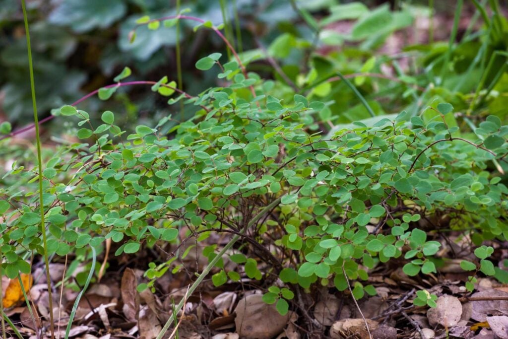 Close up of Creeping snowberry plant