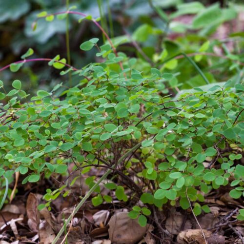 Close up of Creeping snowberry plant