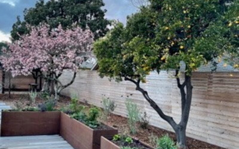 Two fruit trees in the backyard: a pink blossoming cherry and a citrus