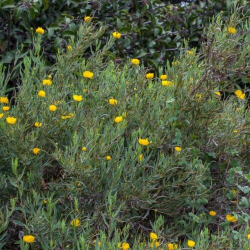 A large shrub with gray green leaves on upright stems with blossom-shaped yellow flowers