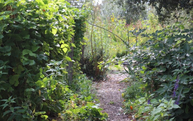A gravel walkway surrounded by tall greenery