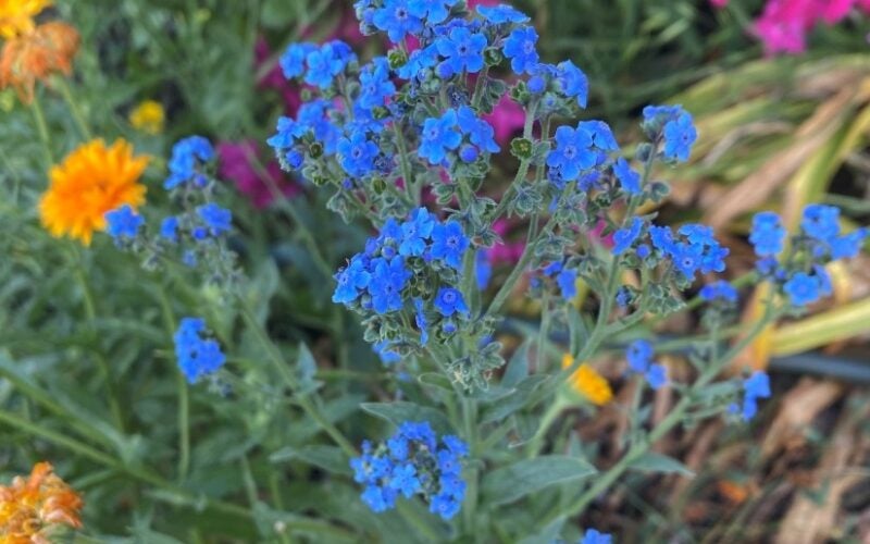 Bright blue, orange, and pink wildflowers