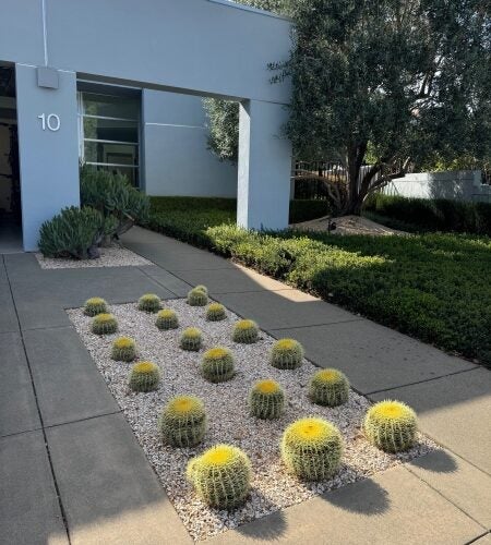 Concrete sidewalk with plants around it including small cacti in rows