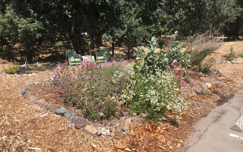 A bed of native flowers