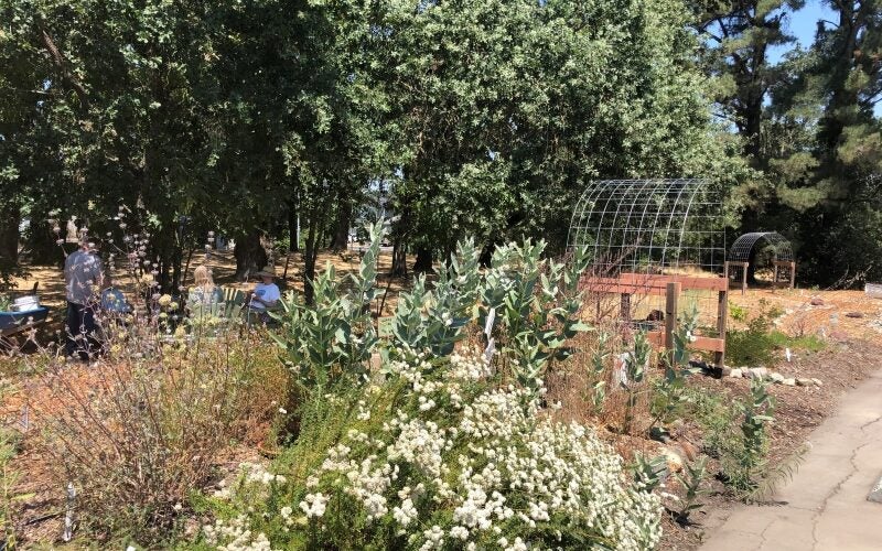 Large, blooming native shrubs line a pathway
