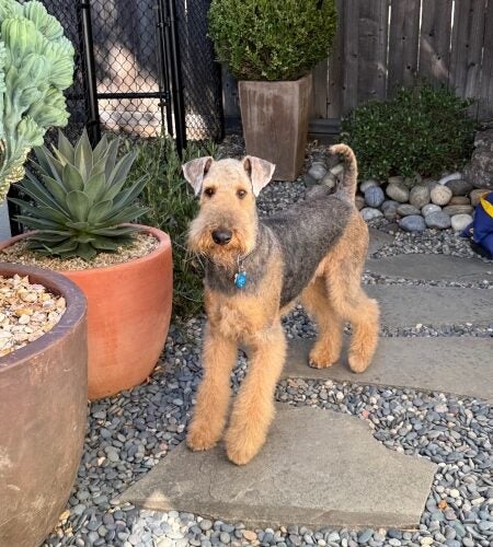A dog in front of potted succulents