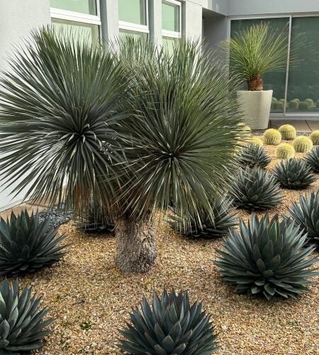 Small succulents and cacti planted in rows with a larger tree amidst them