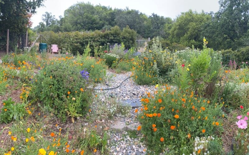 Clusters of multicolored wildflowers create winding pathways between them