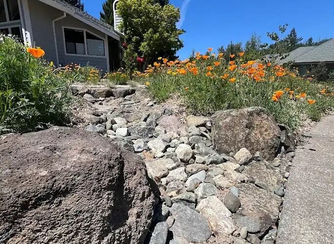 Orange poppies surround rocks