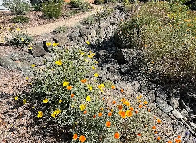 Orange and yellow poppies
