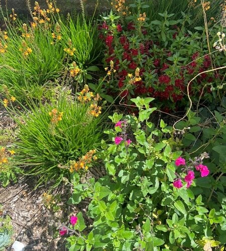 Yellow, pink, and red flowers