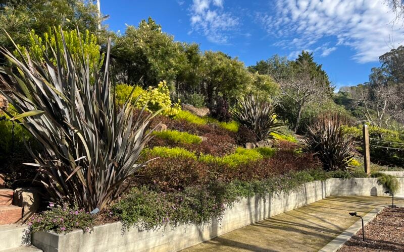 Large grass-like plants are scattered among a wall of multicolored ground cover