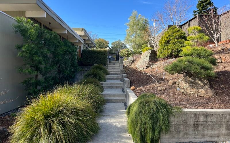Concrete steps form a walkway bordered by large, fluffy grasses