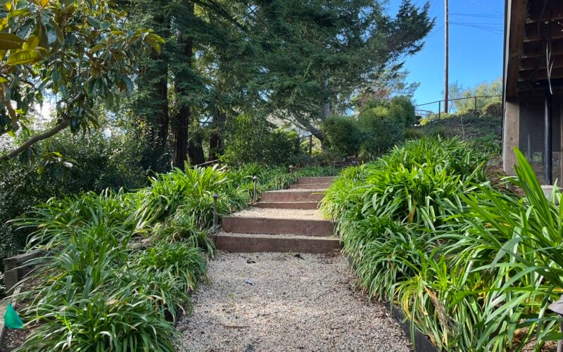 Another walkway bordered by green bushy plants