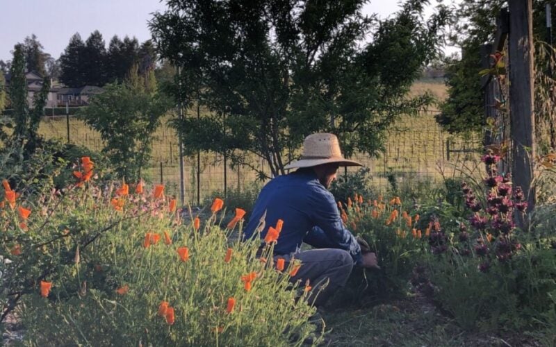 A man gardens beside the poppies