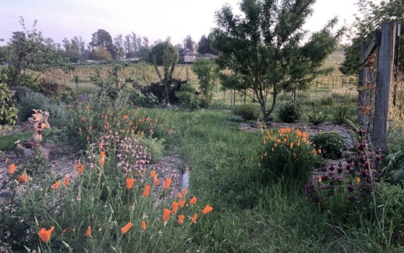 Orange poppies bloom