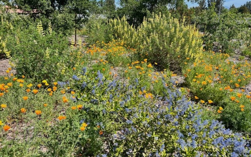Various colorful wildflowers bloom