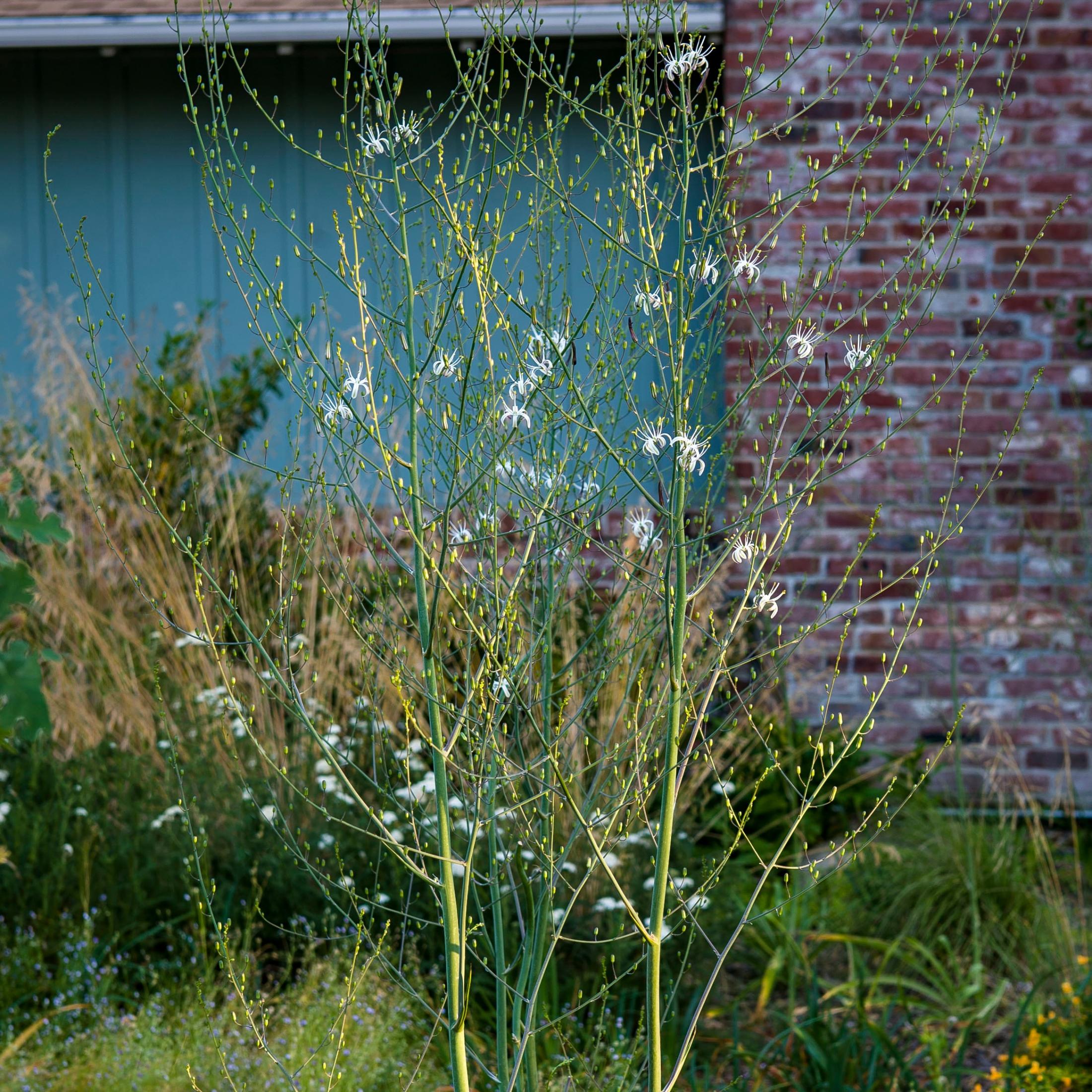 Light green branched stalks with delicate white flowers