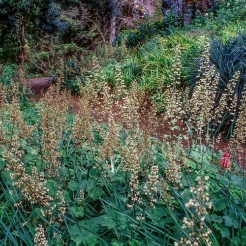 Spikes of cream-colored Heuchera maxima flowers blossom along a garden path bordered with bunch grasses