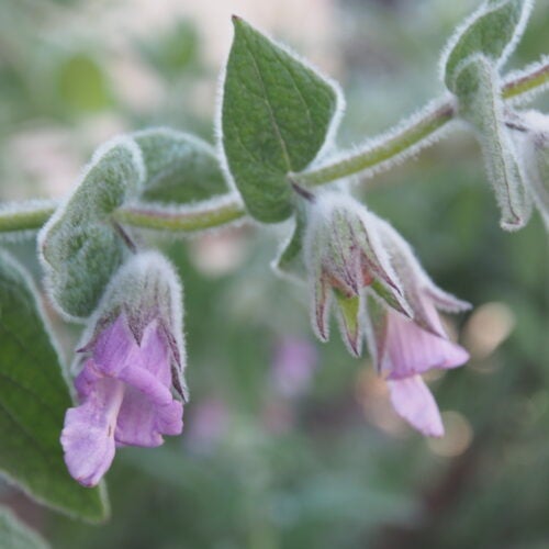Close up of tubular pinkish-lilac lepechinia fragrans blossoms