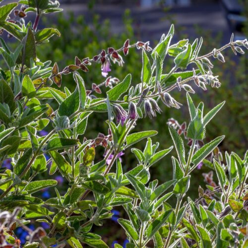 Side view of the fuzzy grey-green leaves and lilac tubular blossoms of the Lepechinia fragrans shrub