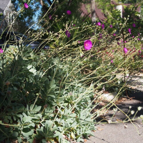 Grey-green succulent planted next to a sidewalk, with magenta flowers rising above its foliage