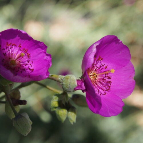 Close up of magenta flowers with yellow centers with a blurred natural green background
