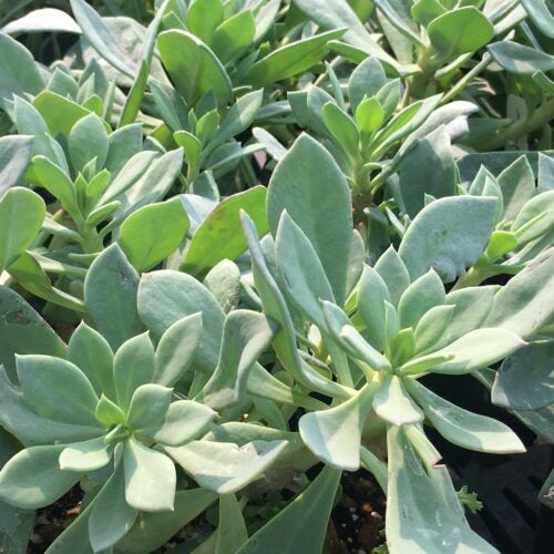 Close up of greyish blue green succulent foliage