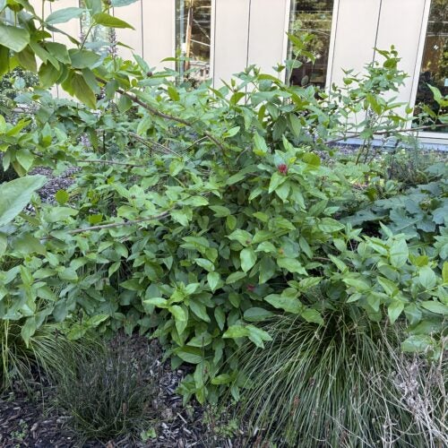 Small sprawling green shrub growing in a rain garden in front of a building amongst bunch grasses