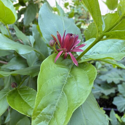 Red lotus-like flower growing on a medium green shrub