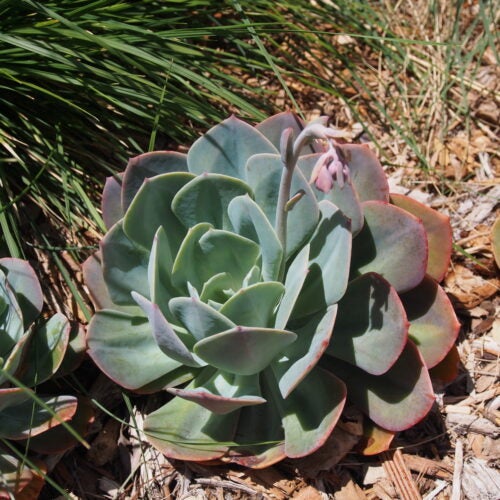 Succulent rosette with blue-green foliage