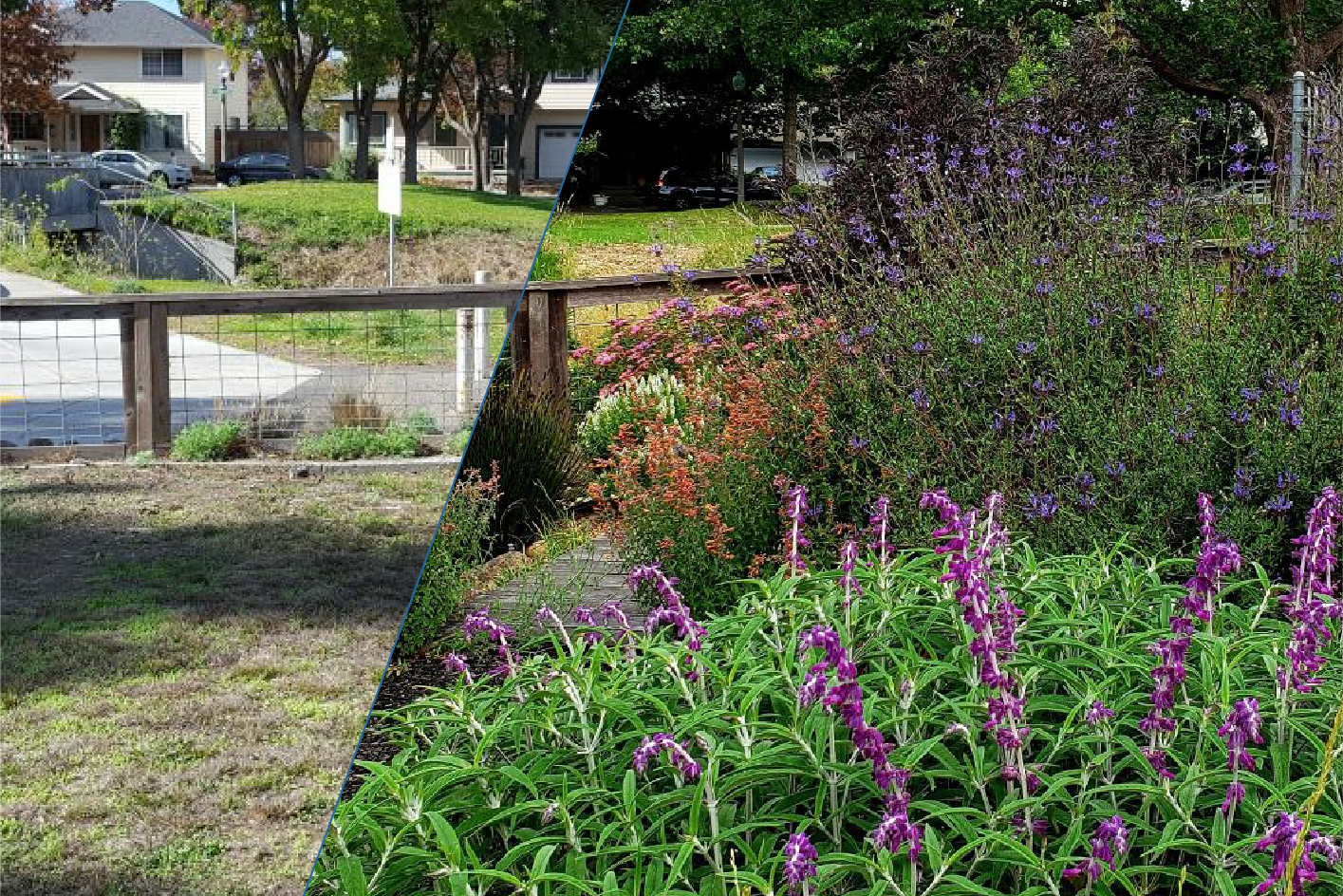 A dry lawn is juxtaposed with the vibrant drought tolerant landscape it was transformed into with purple, pink and orange flowers blooming in the converted landscape