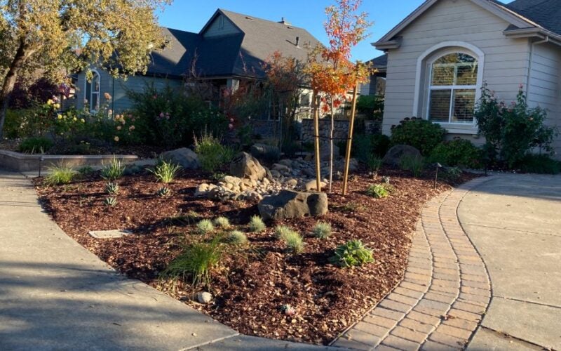 Bunch grasses, drought tolerant plants and a young crape myrtle tree border a rain garden next to a driveway