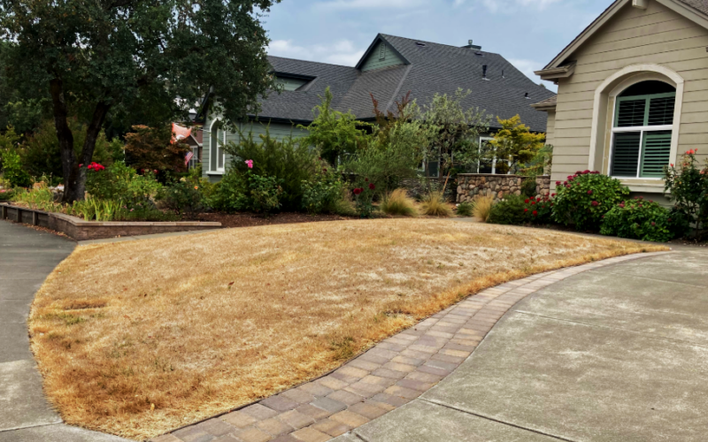 A brown dead lawn next to a driveway