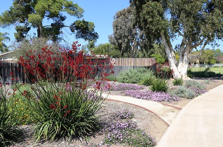 Red, yellow, and purple drought tolerant flowers bloom along a decomposed granite path in an HOA common area
