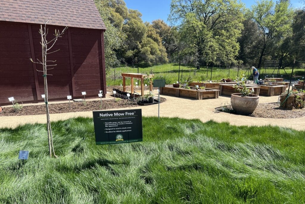 Native mow-free grass borders a decomposed granite path and planter boxes outside of a library