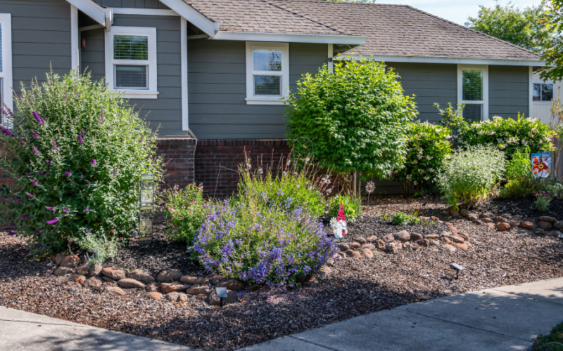 Brown mulch and rocks border an established water-wise garden in front of a home bordered by sidewalk
