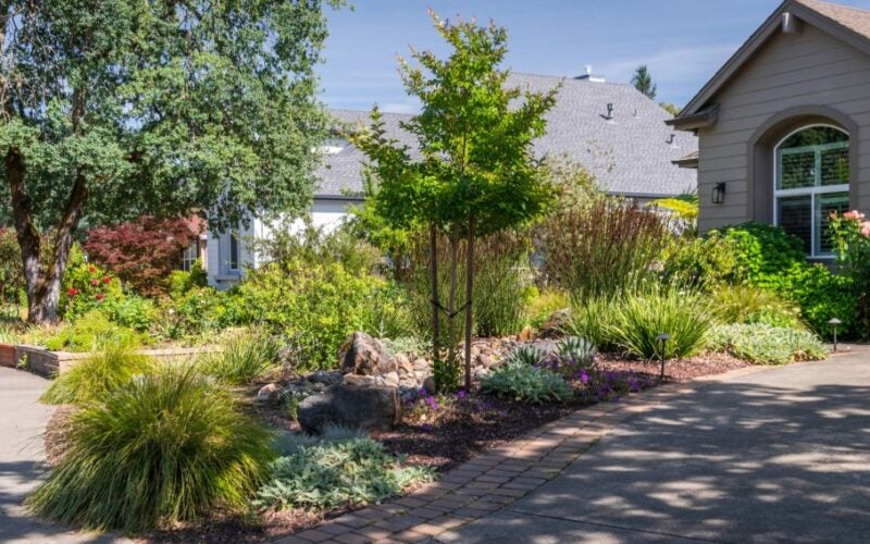 Mature bunch grasses and drought tolerant plants border a rain garden and driveway