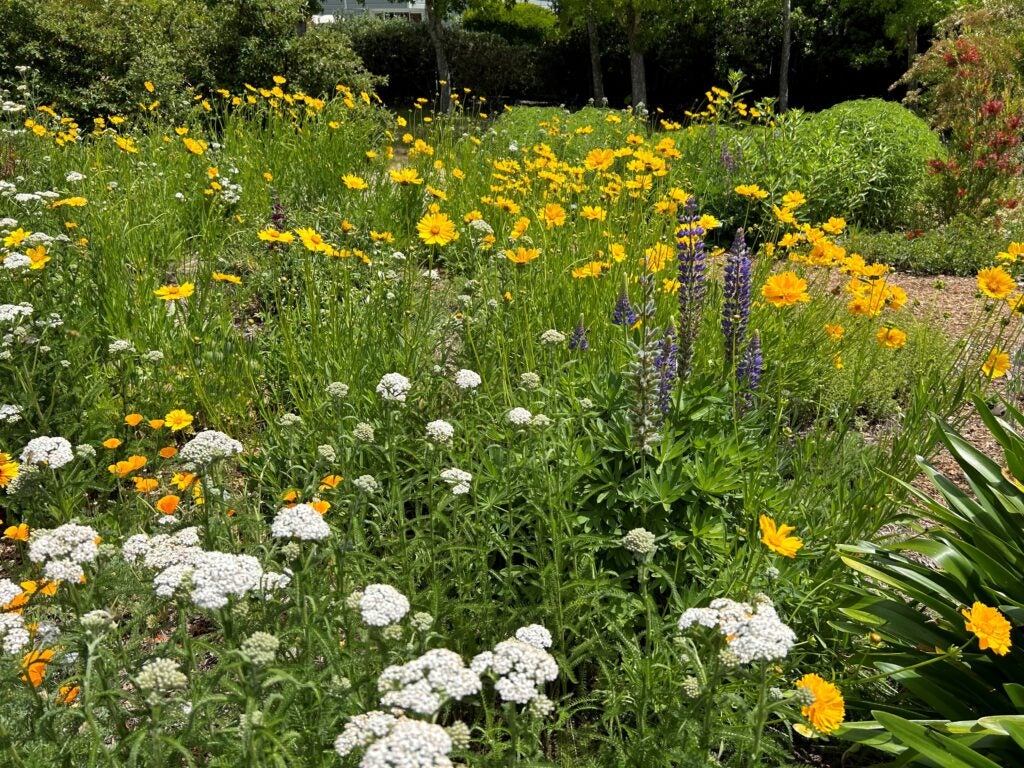 White, yellow and purple perennial water-wise flowers bloom in place of a traditional lawn