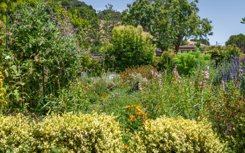 Vibrant and full water-wise landscape with plants of different heights and textures. Purple, red, orange and pink flowers bloom throughout the garden