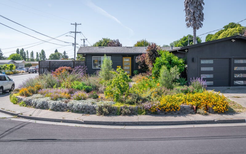 Front corner lot home with updated water-wise landscaping and home painted black. Yard has added small trees and many groundcover and perennial flowers blooming in yellow, orange, purple and pink