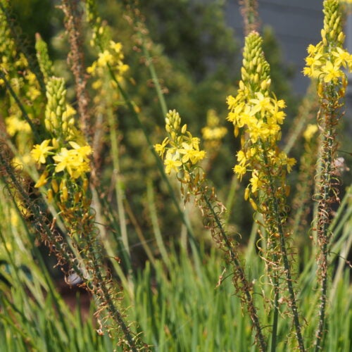 Close up of yellow star shaped flowers above succulent foliage