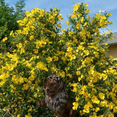 Shrub with blueish green foliage is covered in bright yellow poppy-like flowers. It surrounds a lion garden statue in front of a home
