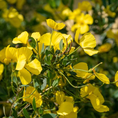 Close up of bright yellow poppy-like flowers