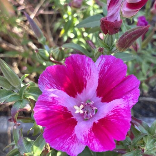 Close up of flower with four petals in two tones of pink amidst green foliage