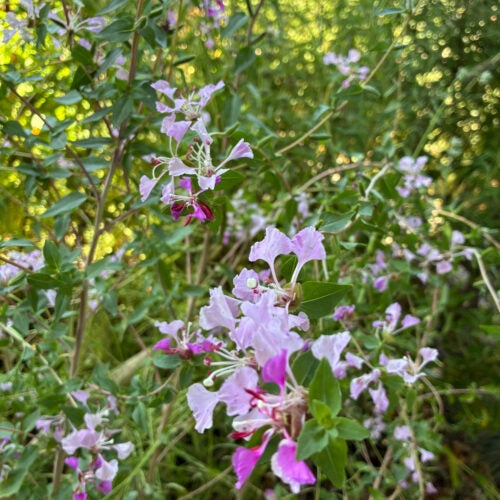 Delicate pink wildflowers amidst green foliage in dappled sunlight