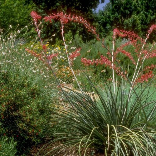 Grass like succulent with stems of arching red flowers rising above fibrous foliage