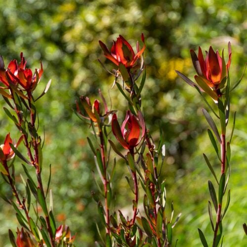 Close-up of tropical looking shrub foliage with large red bracts surrounding cone-like flowers