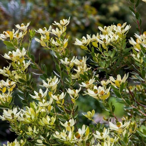 Tropical looking shrub with large whiteish yellow bracts surrounding cone-like flowers